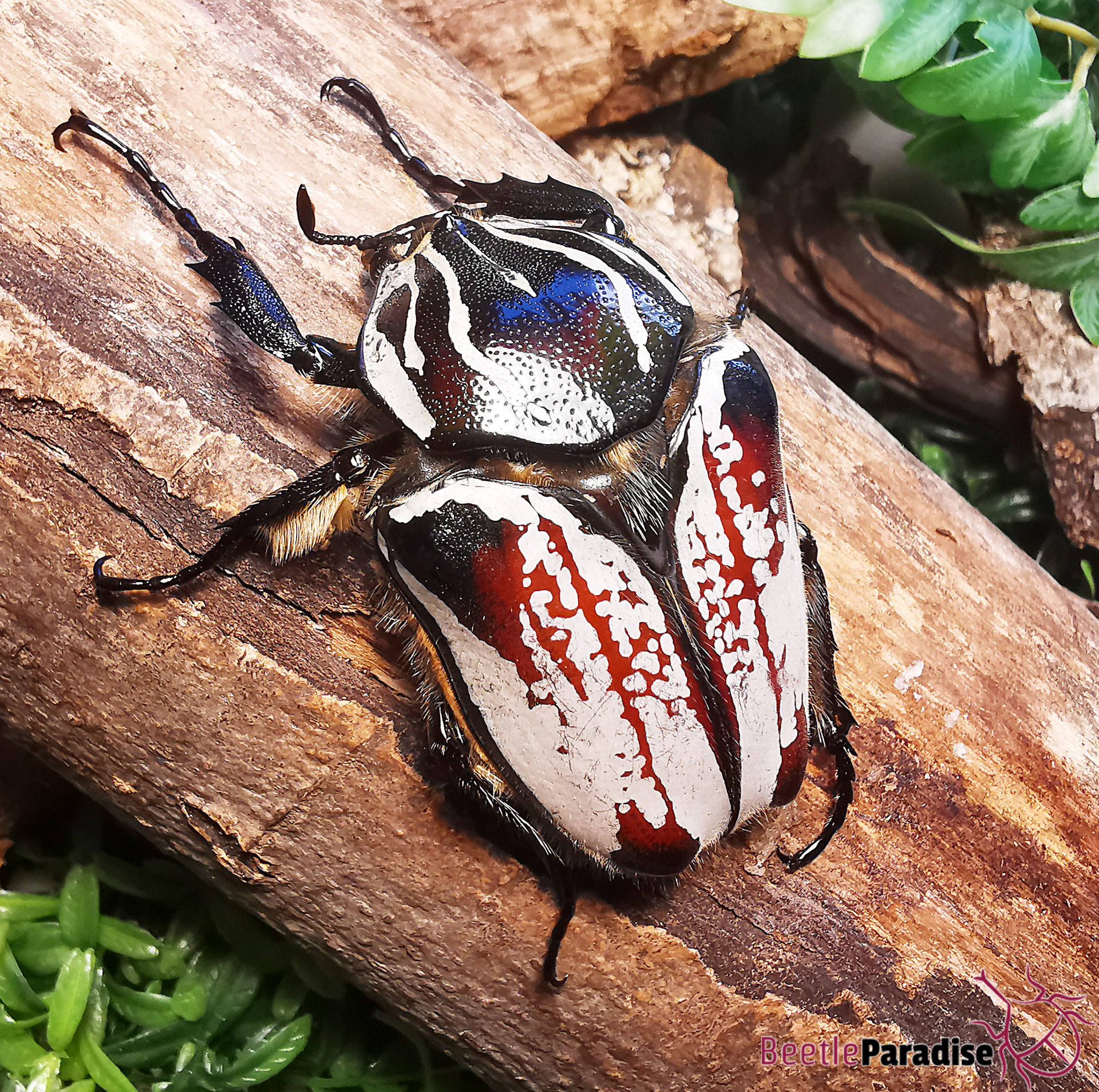 標本 Goliathus goliatus apicalis 85mm CONGO Goliathus goliatus apicalis 85mm CONGO 【公式通販】